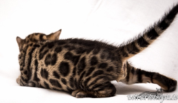 Bengal Katzen Züchter Bayern